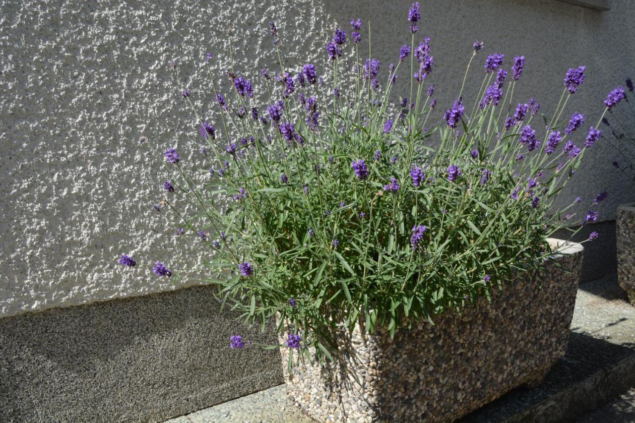 Apartma Zala Most na Soči Eksteriør billede